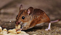 24 Hour & Emergency Exterminators in Columbiana, OH